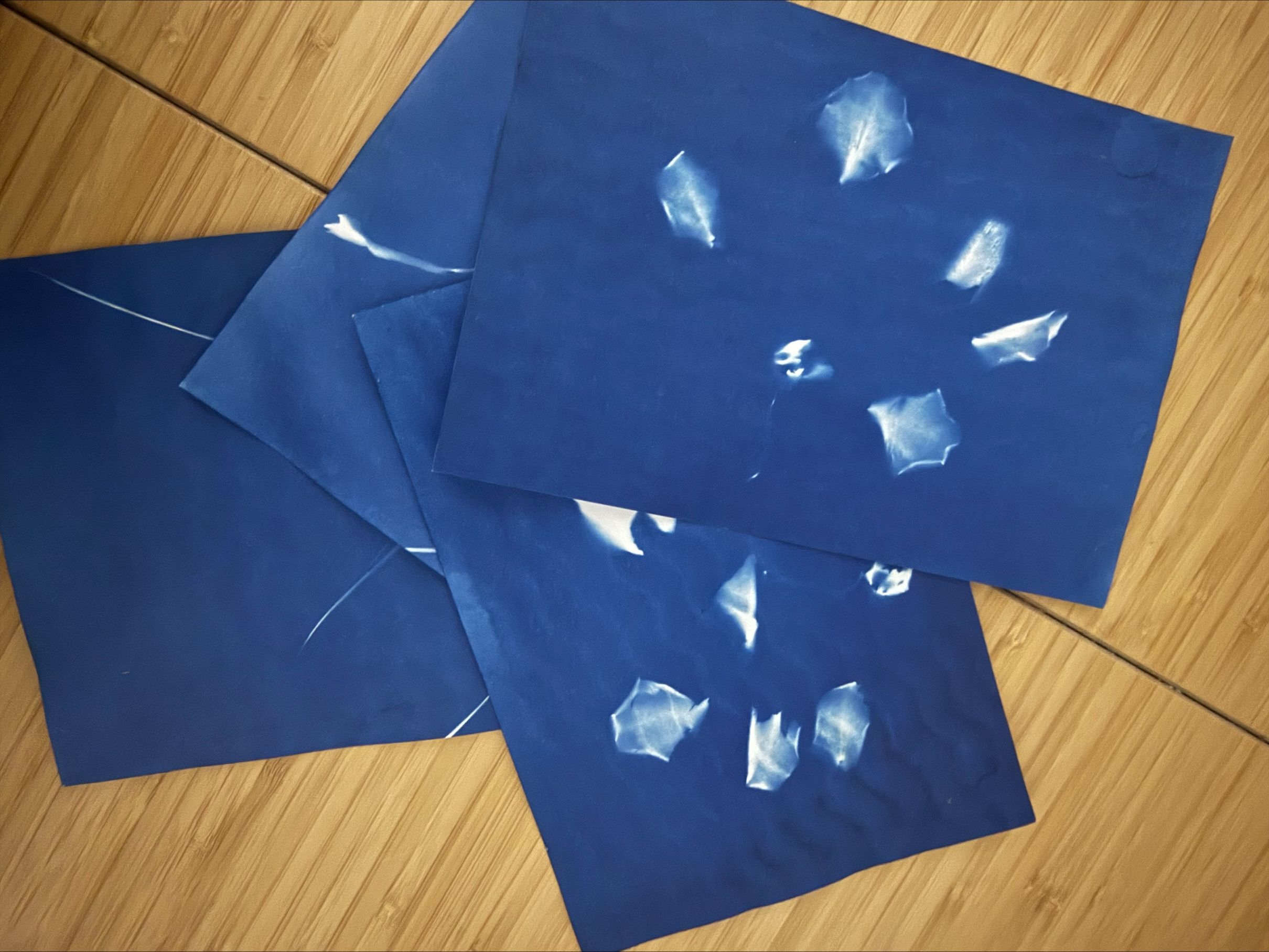 Three overlapping cyanotype prints, Prussian blue with white petal forms